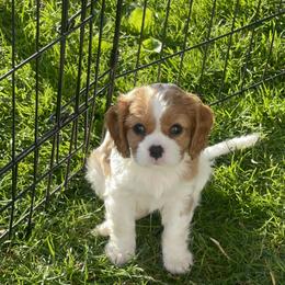 Cavalier King Charles Spaniel Puppies from Sahailey Cavaliers