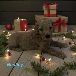 Bentley - Apricot male Goldendoodle puppy in Sanderson, Florida from Serenity Goldendoodles