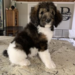 Bernedoodle Puppies from White Oak
