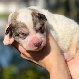 Cyndi - White and gray female Great Pyrenees puppy in Sarasota, Florida from Sunquest Great Pyrenees