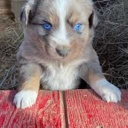 Miniature Australian Shepherd Puppies from C&J Miniature Aussies