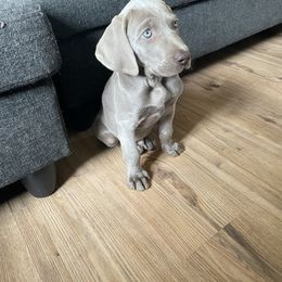 Weimaraner Puppies from Rowan’s Weimaraners