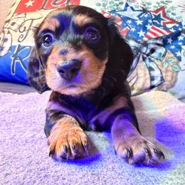 Obi - Black and tan male Dachshund puppy in Rialto, California from DashiesDachLLC