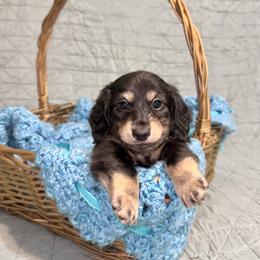 Saint - 2700- traveling to North Carolina for delivery - Cream male Dachshund puppy in Biloxi, Mississippi from Southern Doxies Ms