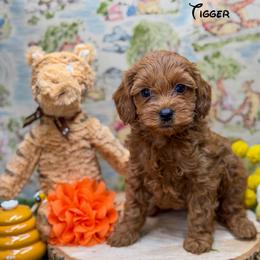 Tigger - Red  female Goldendoodle puppy in Williamson, New York from Lakeside Doodles