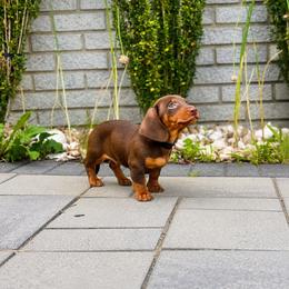Jack - Chocolate and tan male Dachshund puppy in Boston, Massachusetts from London’s puppies