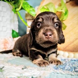 Atlas - Chocolate and tan male Dachshund puppy in Thomaston, Georgia from UGG Ranch