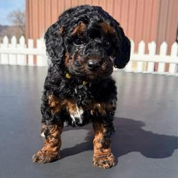 Boy 3 - Phantom male Poodle puppy in Henefer, Utah from Mountain Valley Poodles