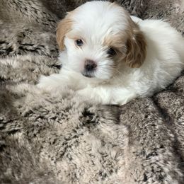 Girl 1 - White Shihpoo puppy in Rockwall, Texas from Pheasant Hill Farms