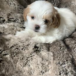 Girl 1 - White Shihpoo puppy in Rockwall, Texas from Pheasant Hill Farms