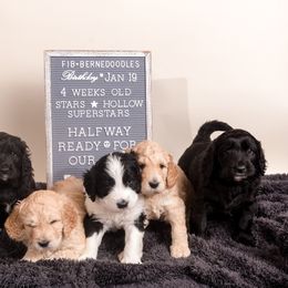 Bernedoodle Puppies from Sugarcreek Haven Bernedoodles