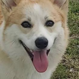 Pembroke Welsh Corgis from VENGREY Corgis