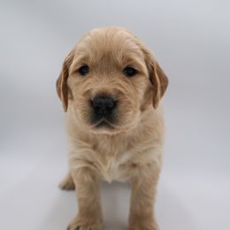 Golden Retriever Puppies from Wild Hearts Goldens