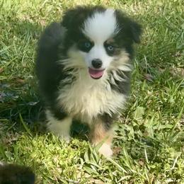 Betty - Black tri female Toy Australian Shepherd puppy in Troy, South Carolina from Stockman Farms