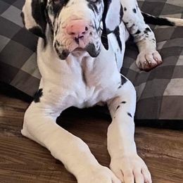 Great Dane and Yorkshire Terrier Puppies from Chuck City Danes