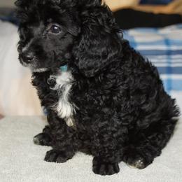 Poodle Puppies from Seattle Sankofa Kennel Club