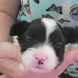 Boy 2 - White and black Papillon puppy in Jacksonville, Florida from Luvbugs Papillons