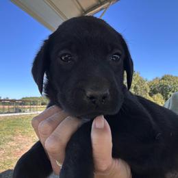 Black - Black male Labrador Retriever puppy in Newton Grove, North Carolina from Wayalife Labradors & Gsp’s