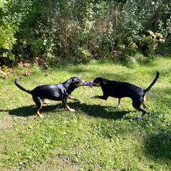 Entlebucher Mountain Dog All Grown Up from Swiss Stock Entlebuchers
