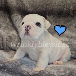 Ace - White Bulldog puppy in Granville, Iowa from Wrinkly Blessings English Bulldogs
