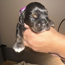 Bonzo Bobby - Black white and tan male Cocker Spaniel puppy in Justin, Texas from Flud Farm Cocker Spaniels