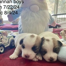 Russell Terrier puppies from Awesome Pups