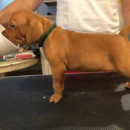 Vizsla Puppies from Marwin Vizslas