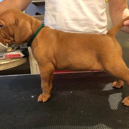 Vizsla Puppies from Marwin Vizslas
