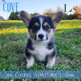 Cove - Black and tan male Pembroke Welsh Corgi puppy in Pine Village, Indiana from NL Horsemanship