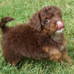Reese RTM - Red tri-color male Aussiedoodle puppy in Lawton, Oklahoma from Lindsey’s Aussies