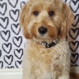 Goldendoodles from Royal Goldendoodles