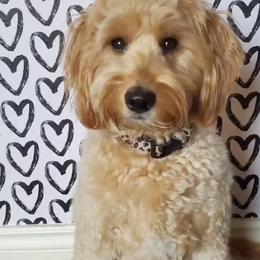 Goldendoodles from Royal Goldendoodles
