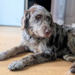 Goldendoodles, Golden Retrievers, Labradoodles, and Labrador Retrievers from Robertson's Retrievers & Doodles