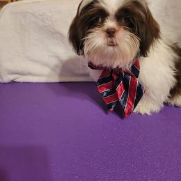Sleepy - Liver and white male Shih Tzu puppy in Parma, Ohio from D's DeVine Shih-Tzu