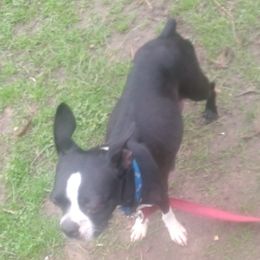 Lilly - Boston Terrier
