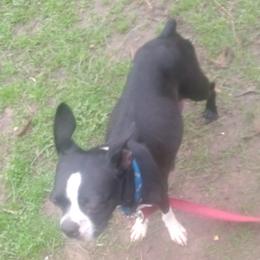 Lilly - Boston Terrier
