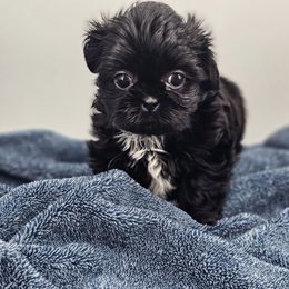 Purple collar black female - Black and white female Shih Tzu puppy in Needville, Texas from Precious Moments Shih Tzu