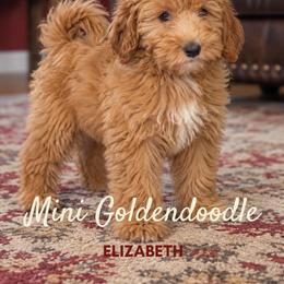 Elizabeth - Apricot female Goldendoodle puppy in Milton, Florida from Sutton Place Doodles