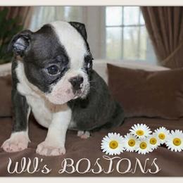 Freya - Black and white female Boston Terrier puppy in North Central, Vermont from Windy Valley’s Bostons
