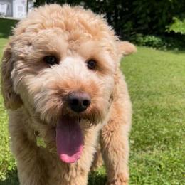 Theo - Goldendoodle