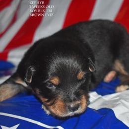 Zephyr - Black tri male Miniature Australian Shepherd puppy in Patterson, North Carolina from DreamLine Aussies