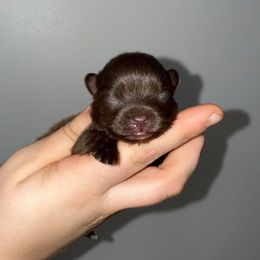 Velvet - Chocolate female Pomeranian puppy in Lanett, Alabama from H.P.P