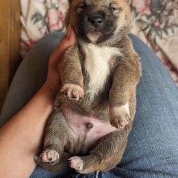 Shiba Inu Puppies from Cornerpost Shiba Inus