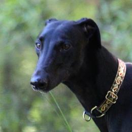Ada - Greyhound