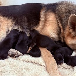 Donner - Black and red male German Shepherd puppy in Carbondale, Kansas from Cunningham German Shepherds, LLC