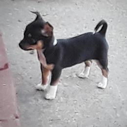 Chihuahua and Chinese Crested Puppies from Western Kentucky Chihuahua’s and Chinese Crested’s