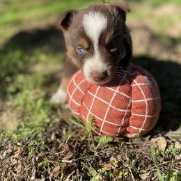Hazelnut Coffee - Red tri male Miniature Australian Shepherd puppy in Prunedale, California from 4MLA STABLES