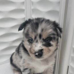 Pomeranian and Pomsky Puppies from Illinois Pomsky and Pomeranian