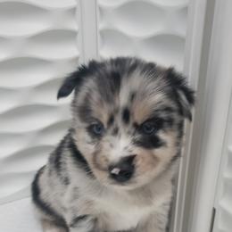 Pomeranian and Pomsky Puppies from Illinois Pomsky and Pomeranian