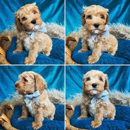 Goldendoodle Puppies from Carmel Classy Doodles